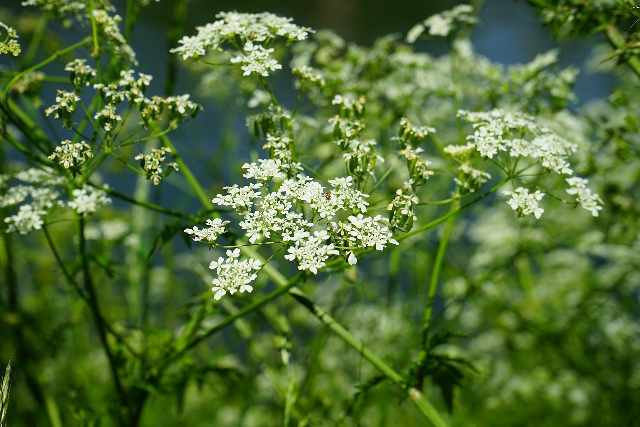 Beyond Basil: Foraging for Wild Herbs in Late Summer