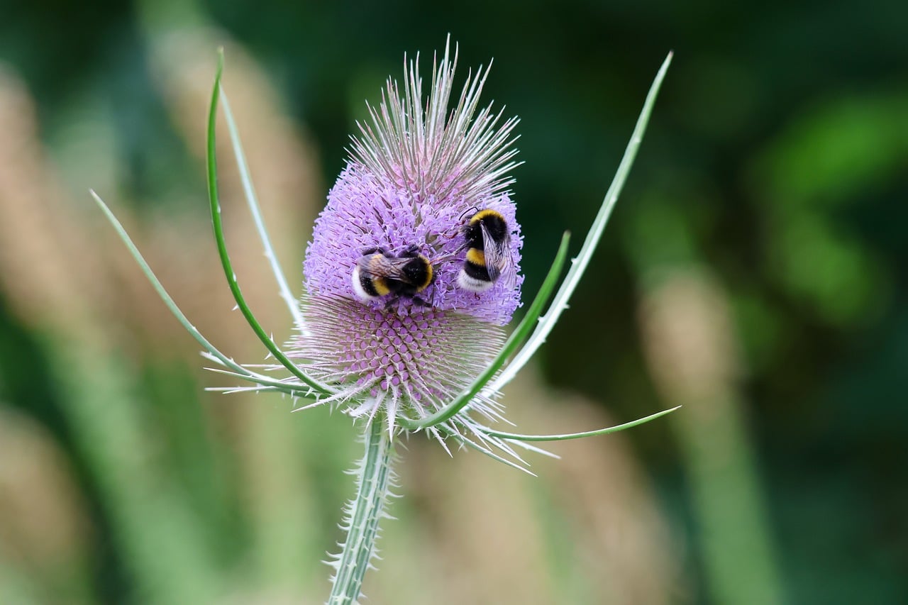 Building a Pollinator Garden with Native Wildflowers: A Season-by-Season Plan