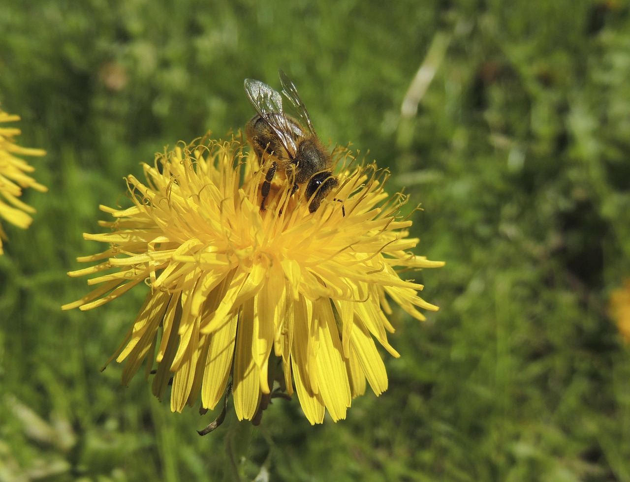 Foraging for Spring Greens: A Beginner's Guide to Dandelion, Chickweed, and Violet
