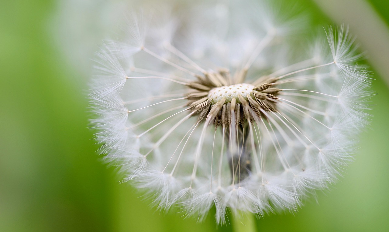 Saving Seeds from Wildflowers: A Simple Guide to Next Year's Garden