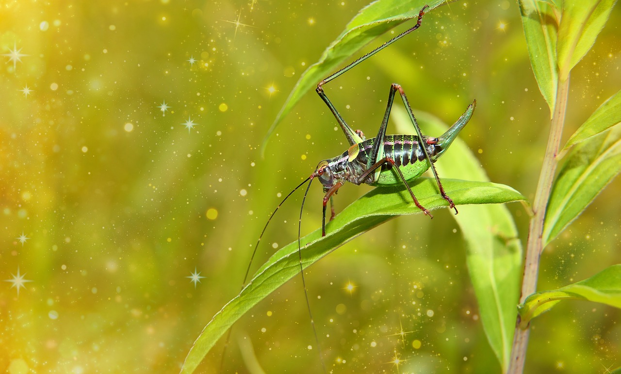 The Case for Letting Your Lawn Go Wild (At Least a Little)