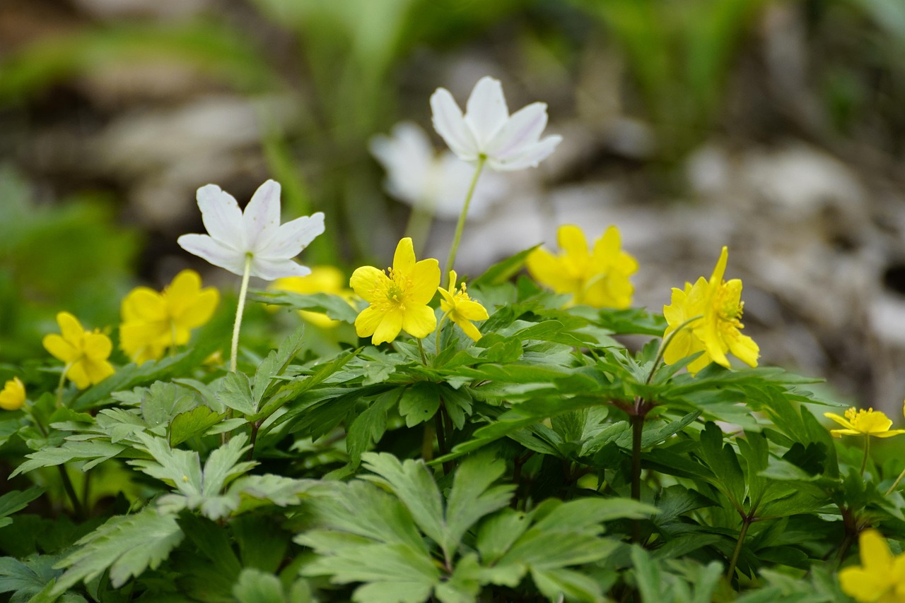 The Quiet Power of Spring Ephemerals: Why They Bloom Before the Trees