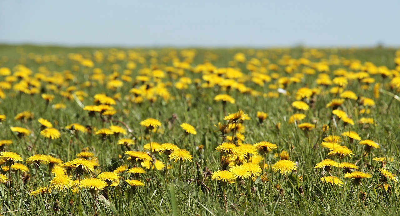 The Secret Life of a Meadow: Why Disturbance Keeps Wildflowers Coming Back