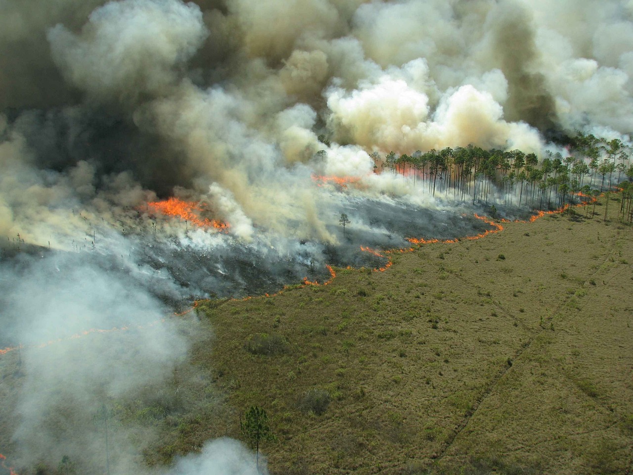 Why Some Wildflowers Only Bloom After a Fire